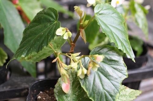 B. ‘Isaribi’